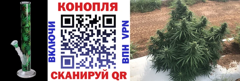 где купить   Нижняя Тура  Бошки марихуана Amnesia 